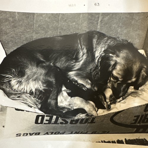 Vintage photo cocker spaniel - vintage,