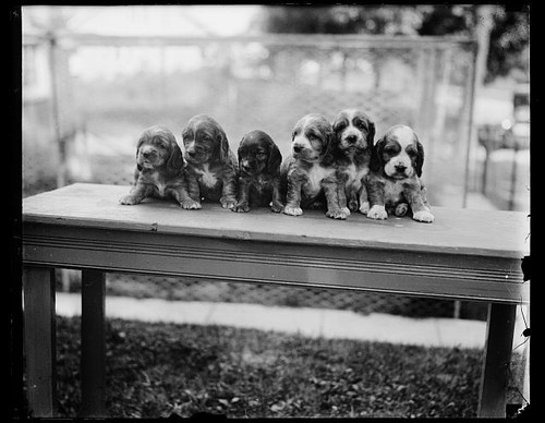 Photo 1920s puppies - photo:1920s,