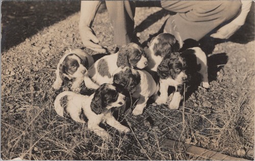 English springer cocker - english,