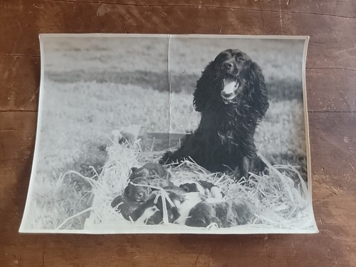 Palermo cocker spaniel puppy - &,